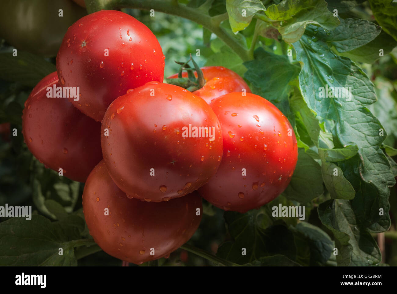Growing red tomatoes in greenhouse Stock Photo - Alamy