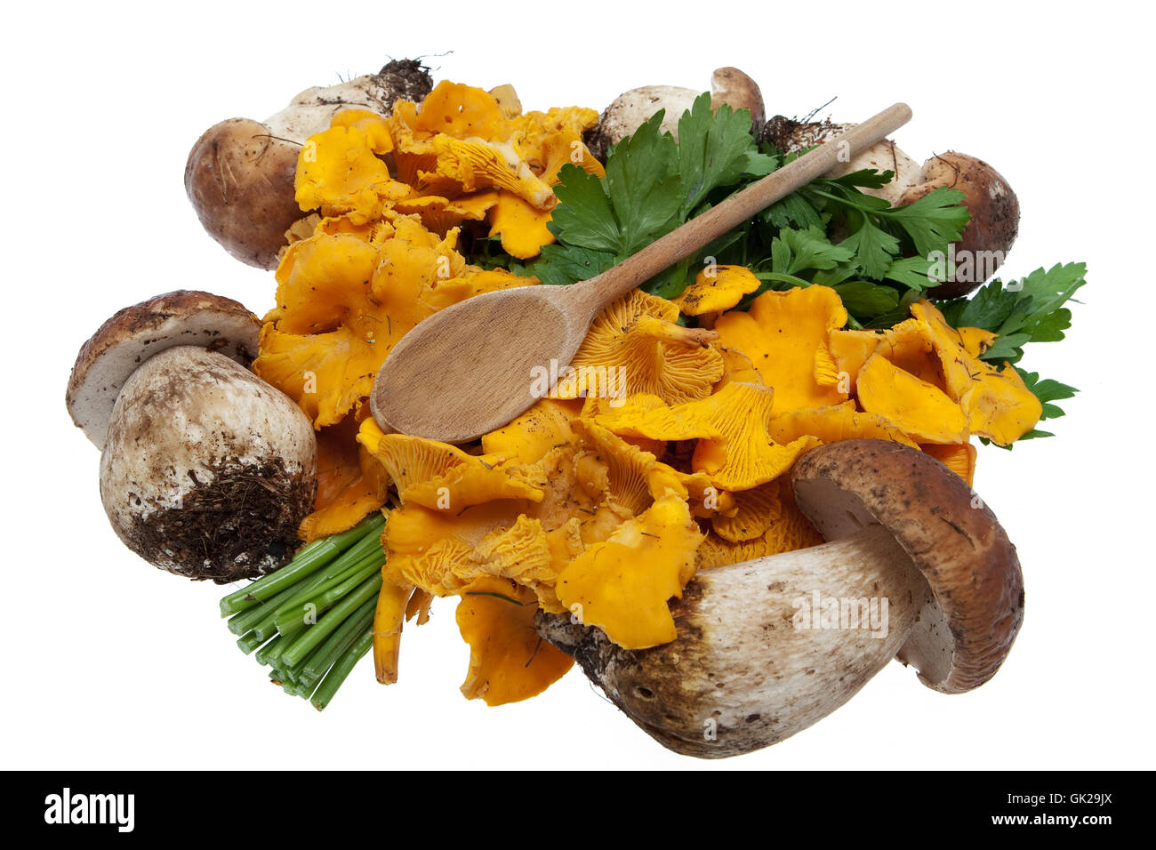 mushroom fungus yellow boletus Stock Photo