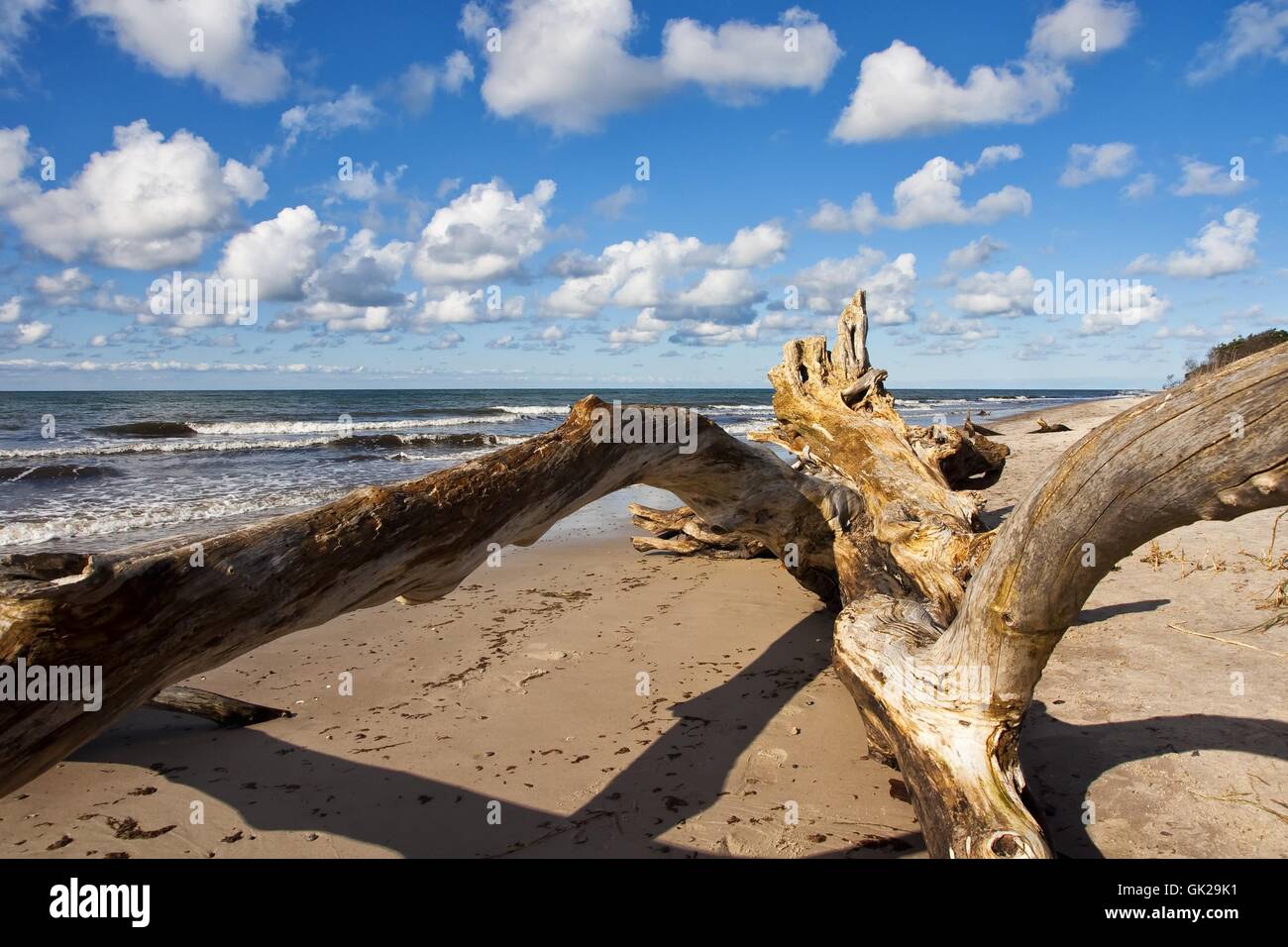 tree beach seaside Stock Photo