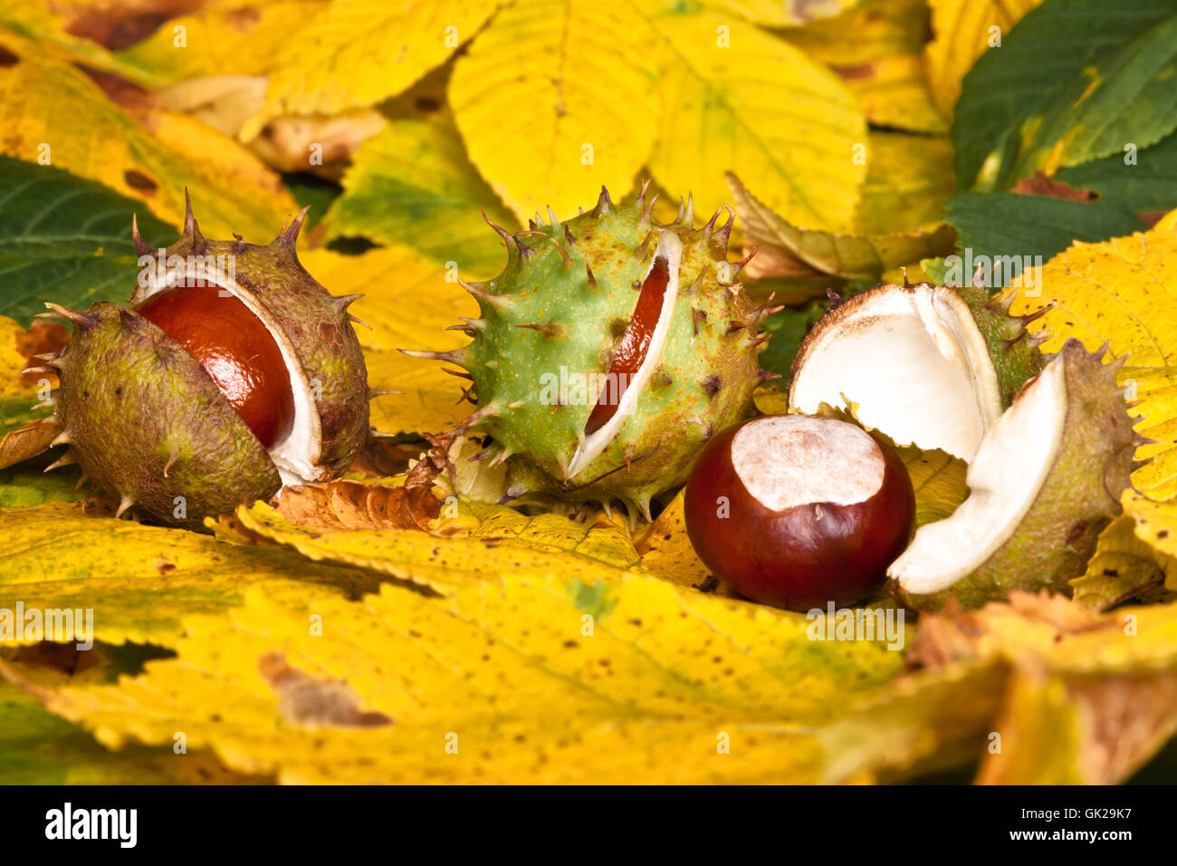 October Chestnut chestnuts in autumn Stock Photo - Alamy