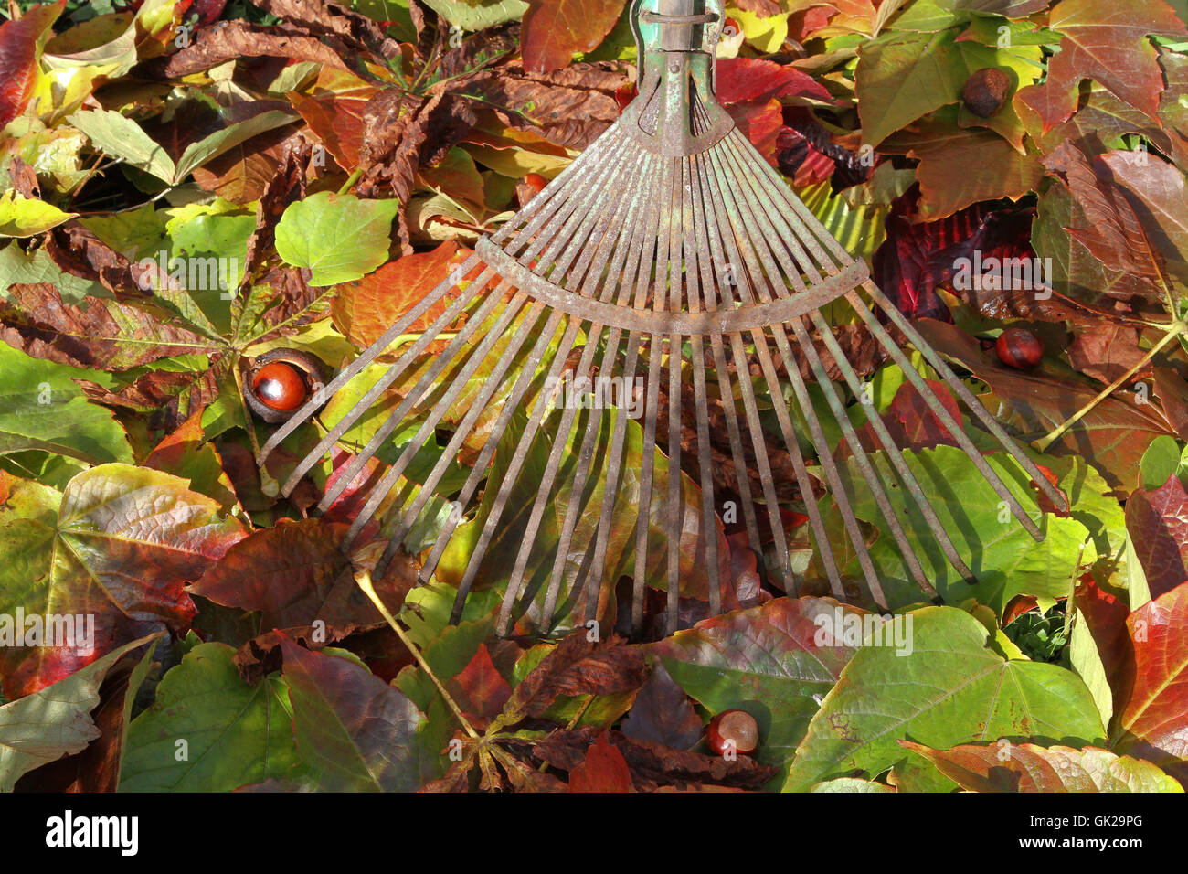 gardening in autumn Stock Photo