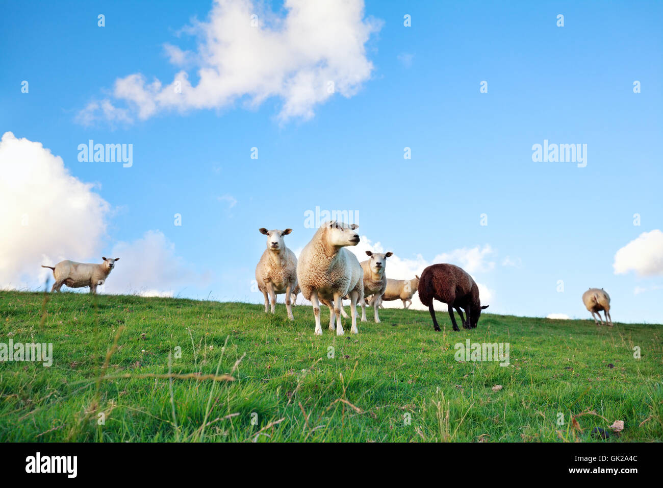 sheep on pasture over blue sky in summer Stock Photo - Alamy