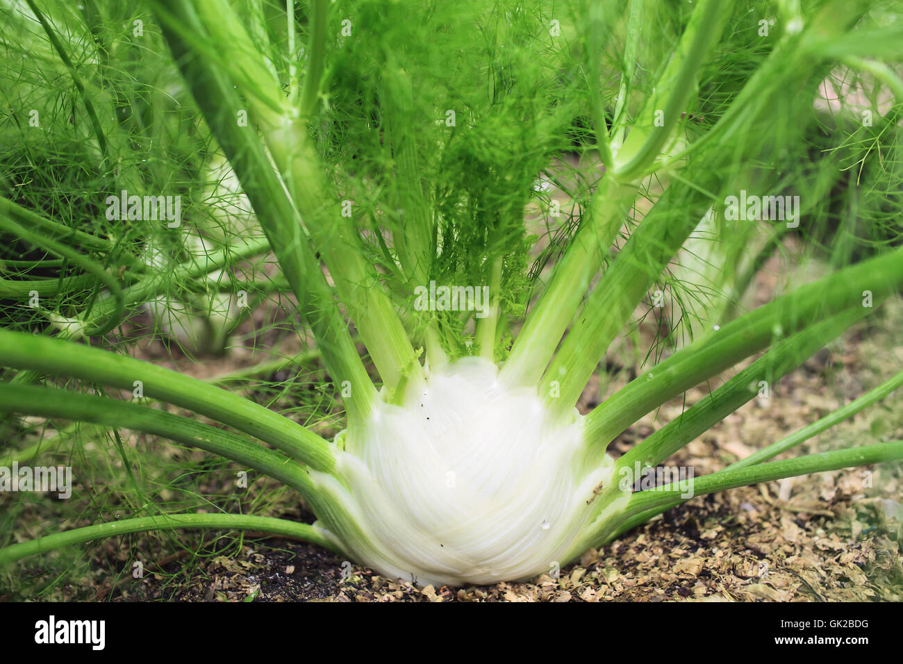 growing fennel in garden Stock Photo Alamy