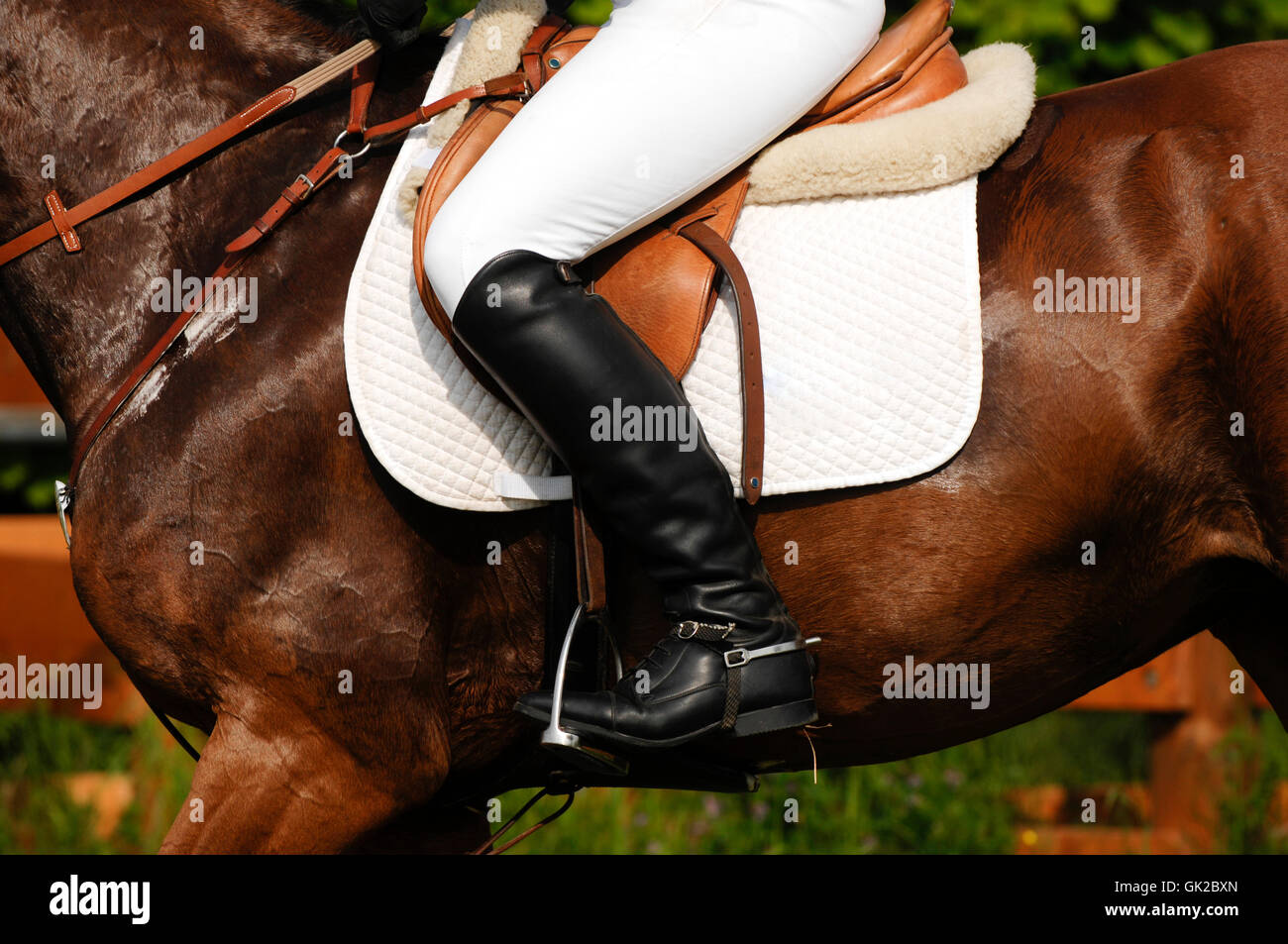 horse legs Stock Photo