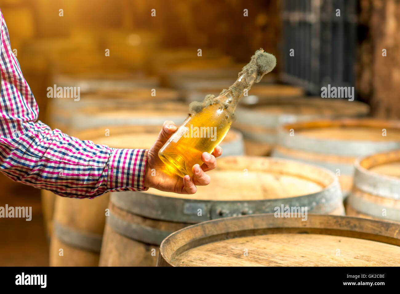 Cellar fungus hires stock photography and images Alamy