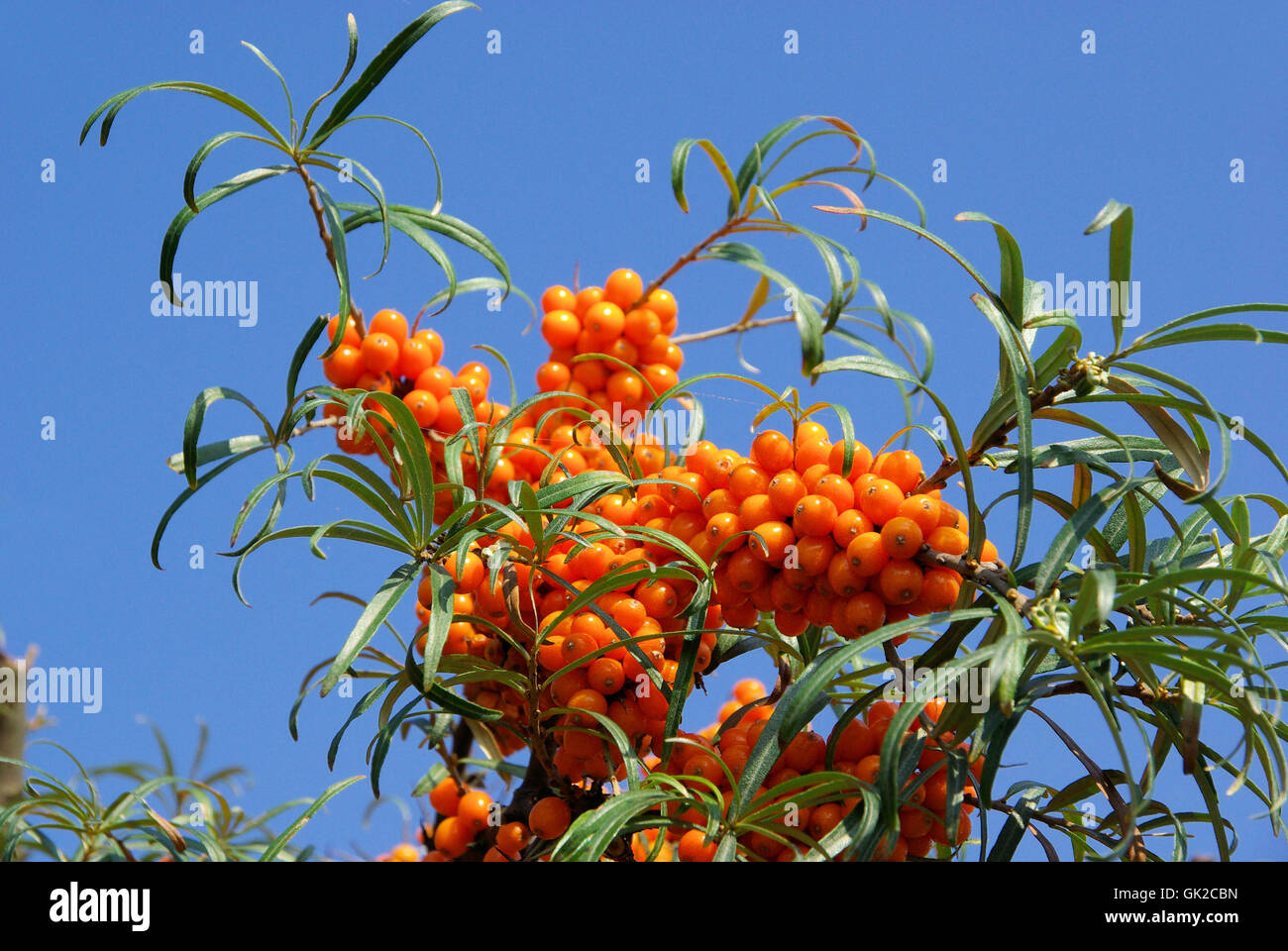 orange fruit bush Stock Photo