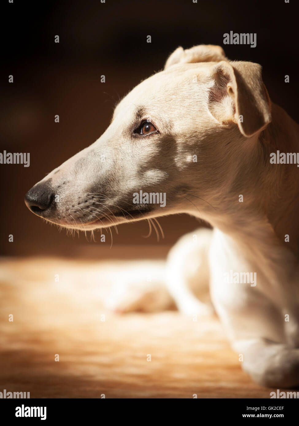 Young Whippet Sight Hound Portrait Stock Photo