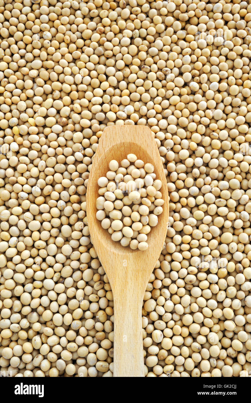 soy soya soybean Stock Photo