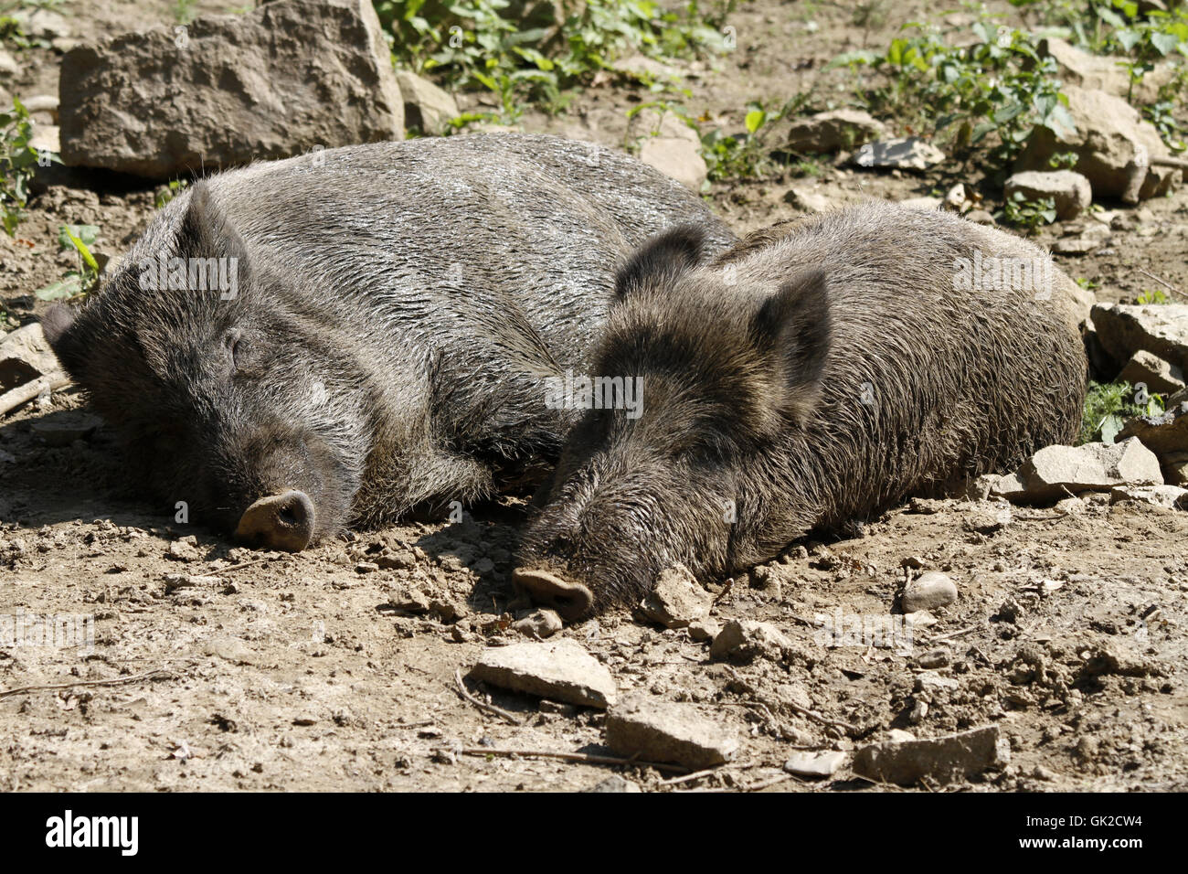 wild boar a siesta Stock Photo