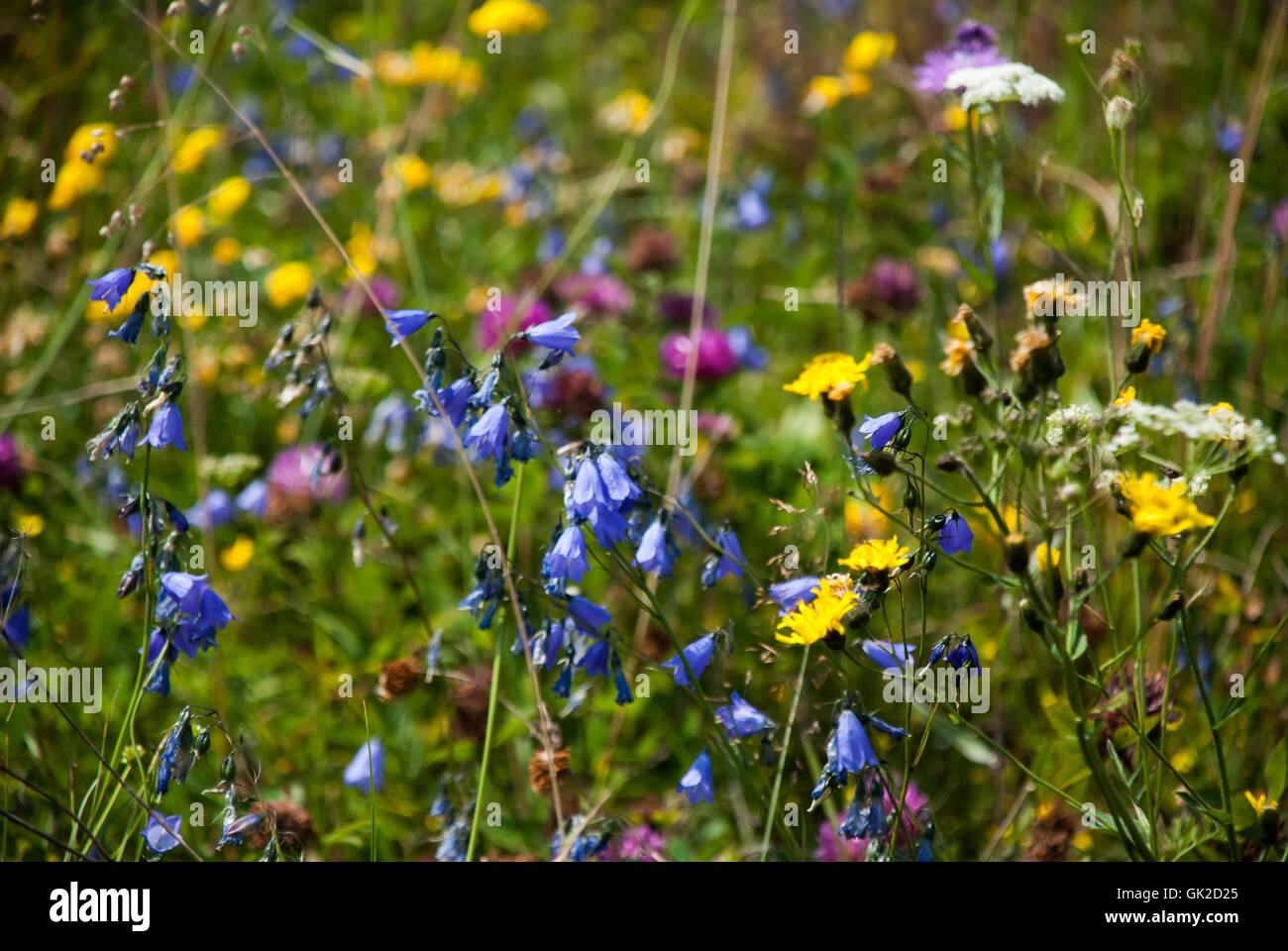 Wild flowering meadow on a blurred background Stock Photo - Alamy