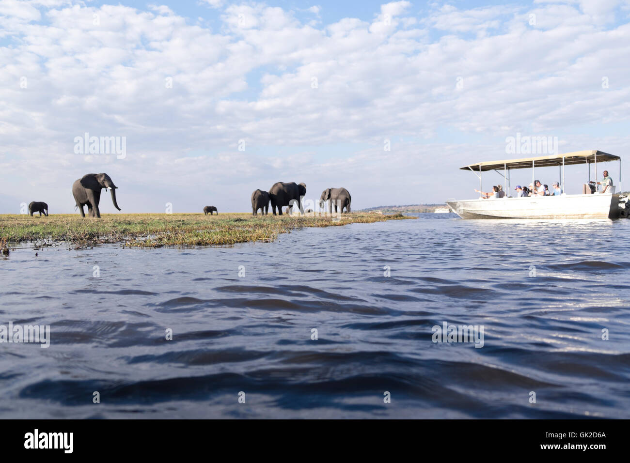 Tourists watch elephants (loxodonta africana) grazing whilst game viewing on safari boats on the Chobe river Botswana Africa Stock Photo