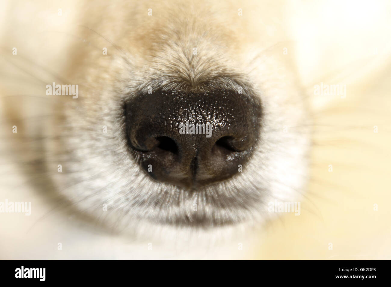 dog nose conk Stock Photo