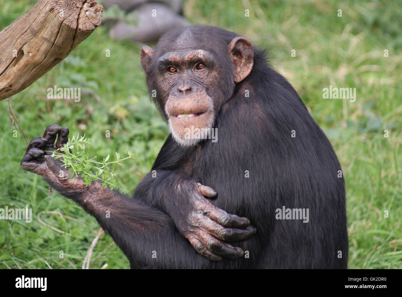 wild chimpanzee common Stock Photo