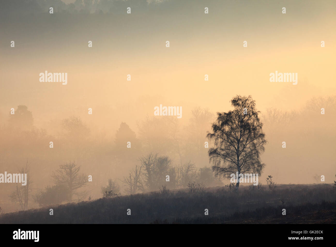 Tree in the mist captured from Mogshade Hill n the New Forest National Park. Stock Photo