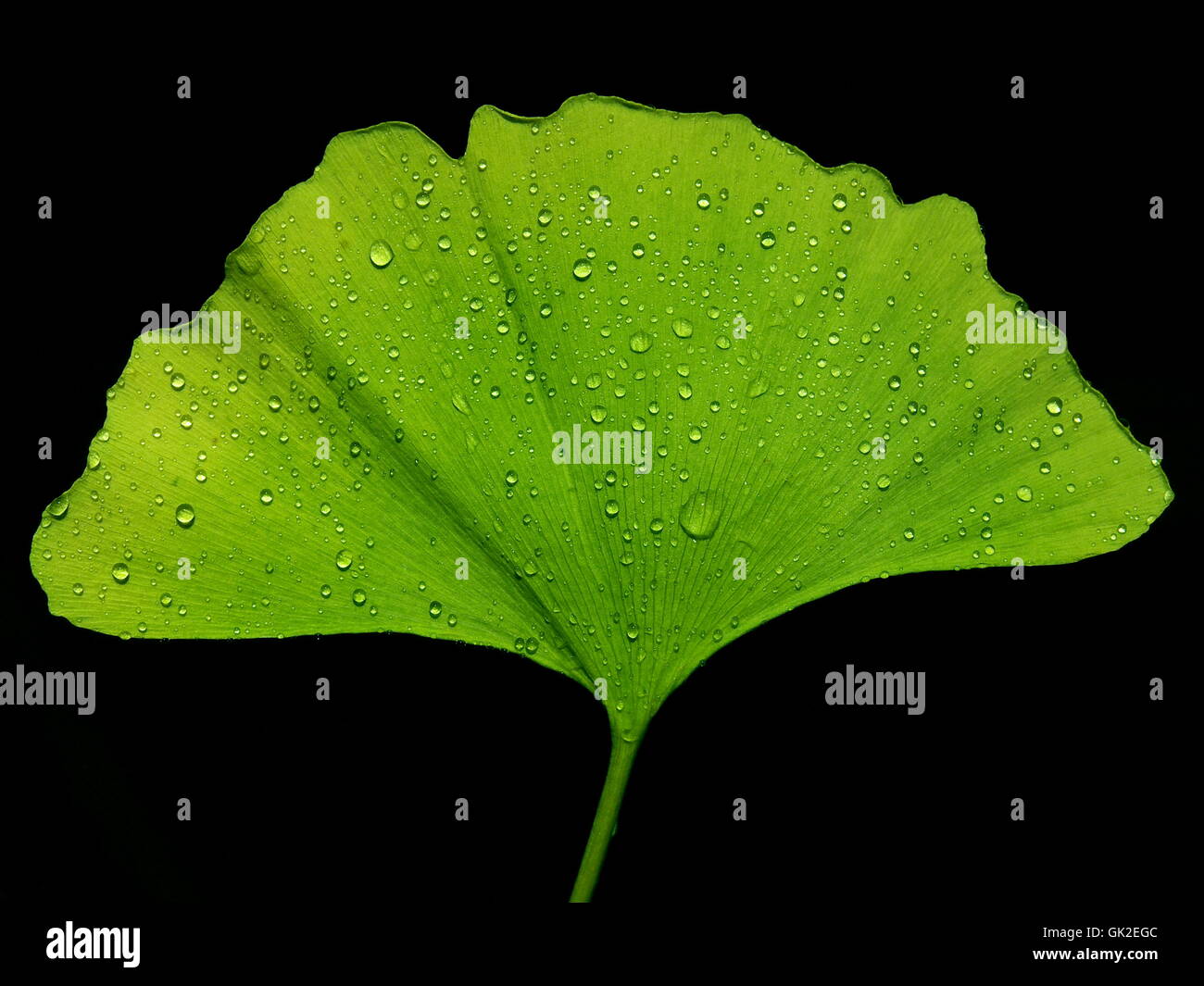 leaf leaves water drop Stock Photo Alamy