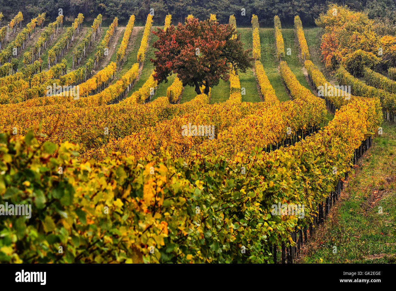 agriculture farming vineyard Stock Photo