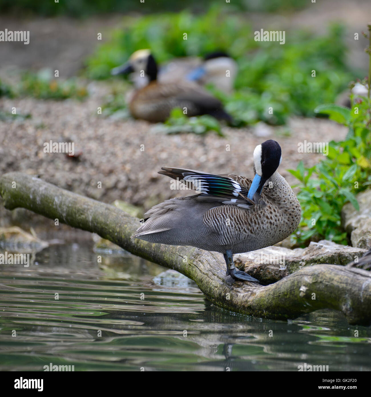 Puna Teal anus puna bird duck preening itself on riverbank Stock Photo