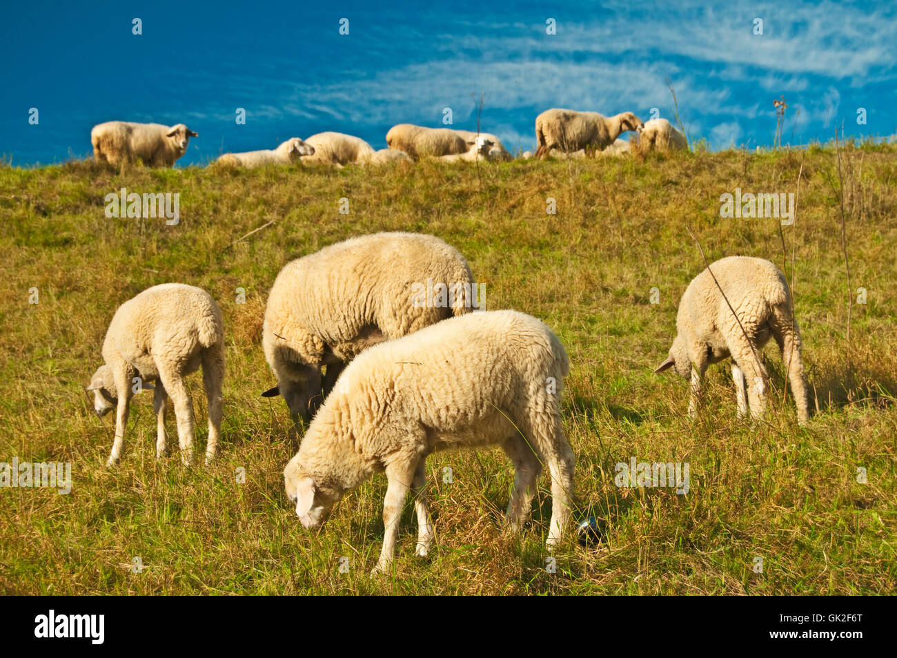 sheep in the pasture Stock Photo