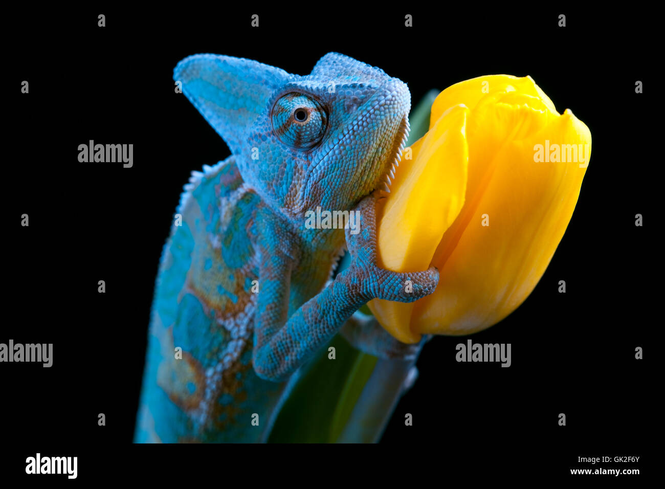 animal lizard chameleon Stock Photo Alamy
