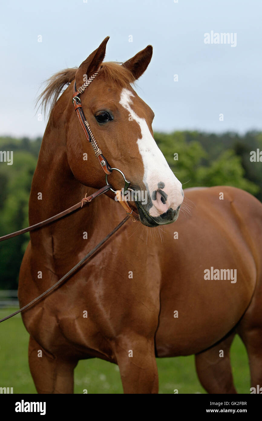 horse animal thoroughbred Stock Photo