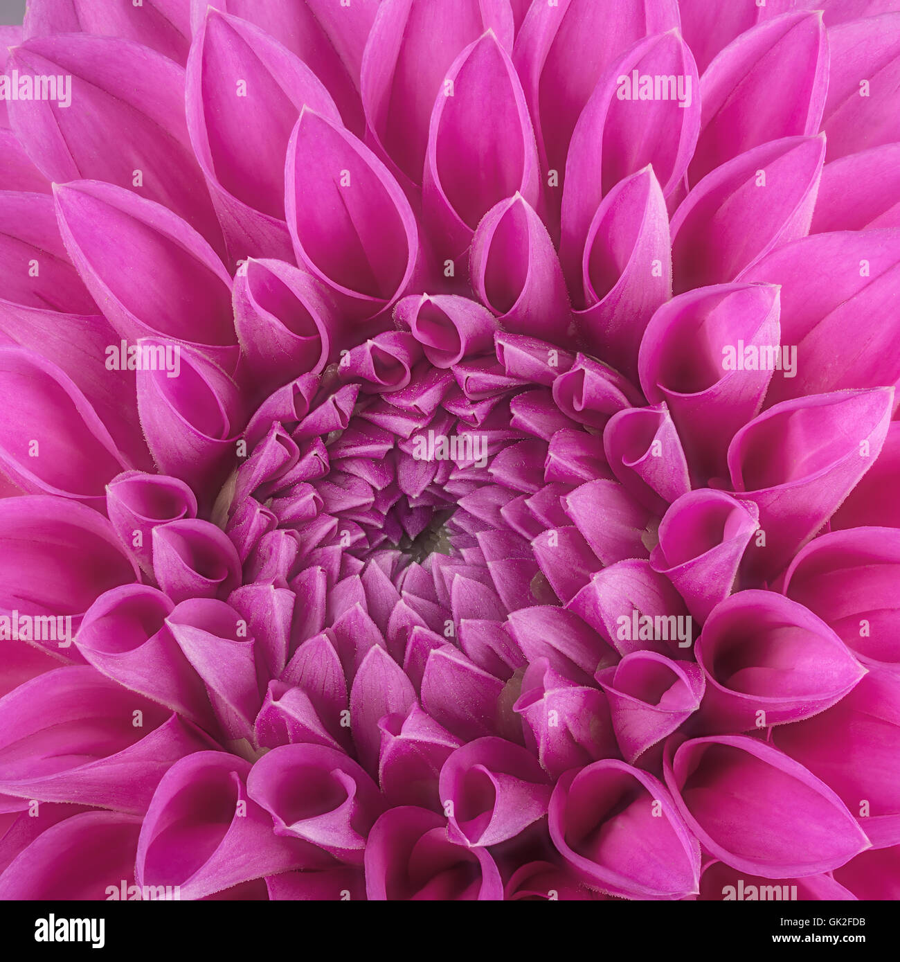 Purple Flower Petals Close Up And Macro Of Chrysanthemum Beautiful Purple Flower Petals Close Up And Macro Of Chrysanthemum Beautiful