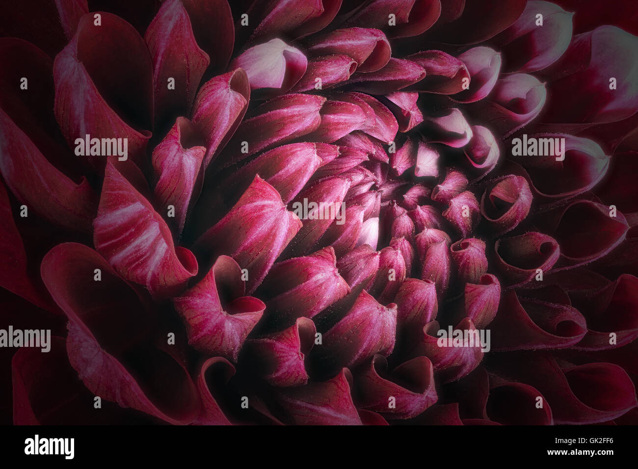 Dark red flower petals, close up and macro of chrysanthemum, beautiful