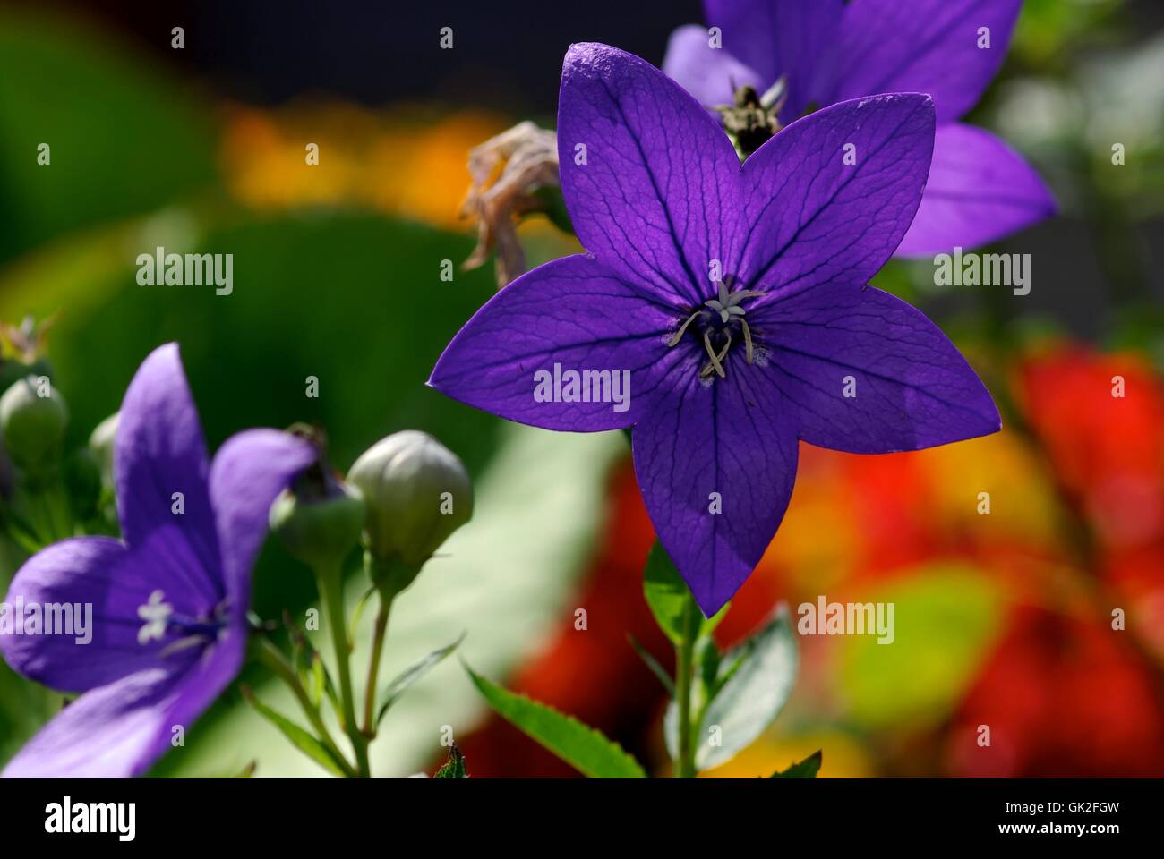 blaze of color Stock Photo