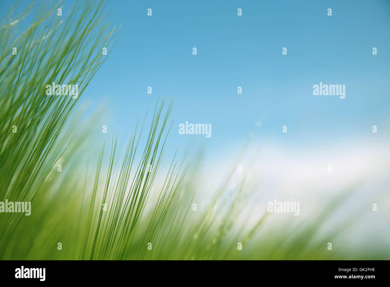 blades of grass against blue sky Stock Photo