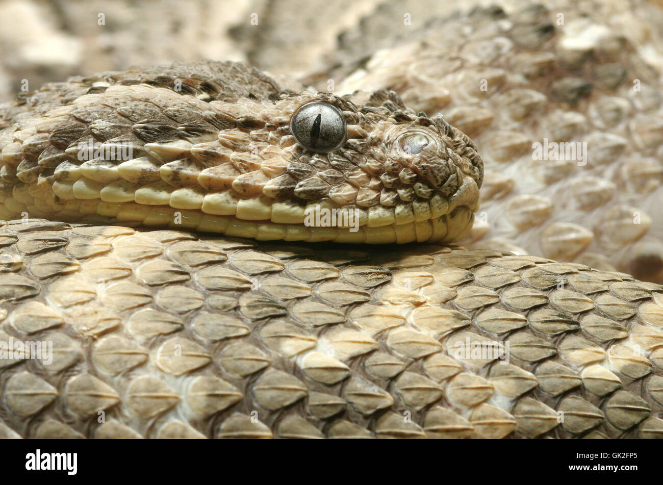 terrarium snake vipers Stock Photo