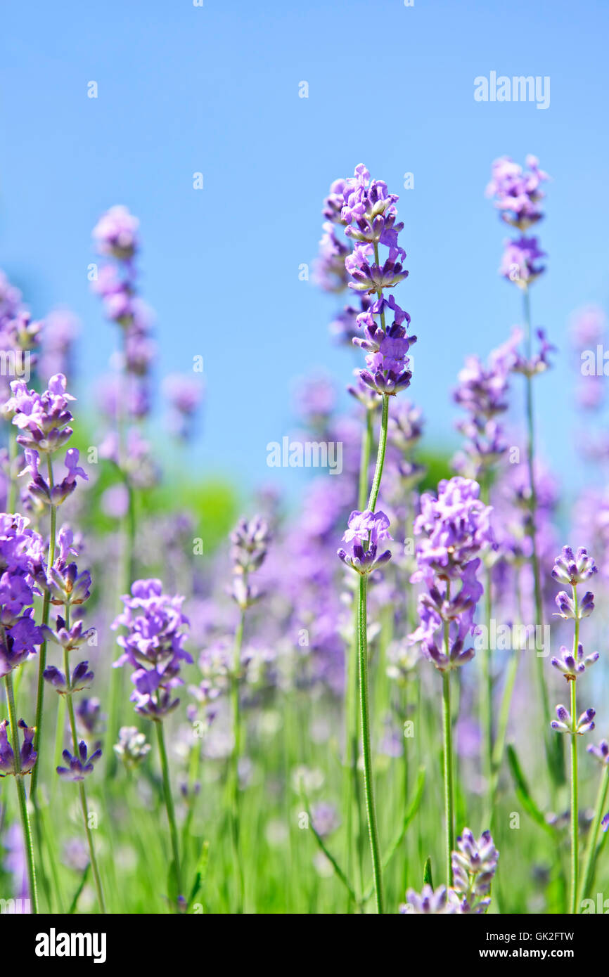 Plant senses hires stock photography and images Alamy