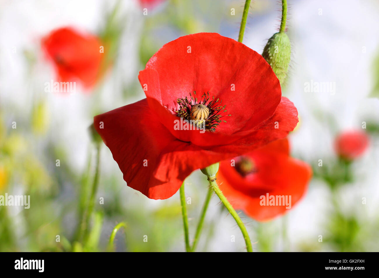 Poppies banner hi-res stock photography and images - Alamy