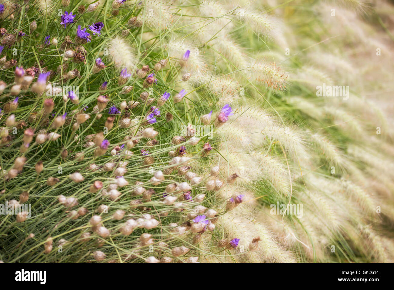Vibrant wild flowers hi-res stock photography and images - Alamy