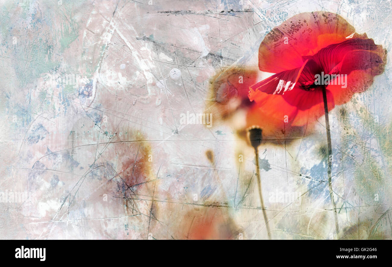high-key poppies on ambient background Stock Photo