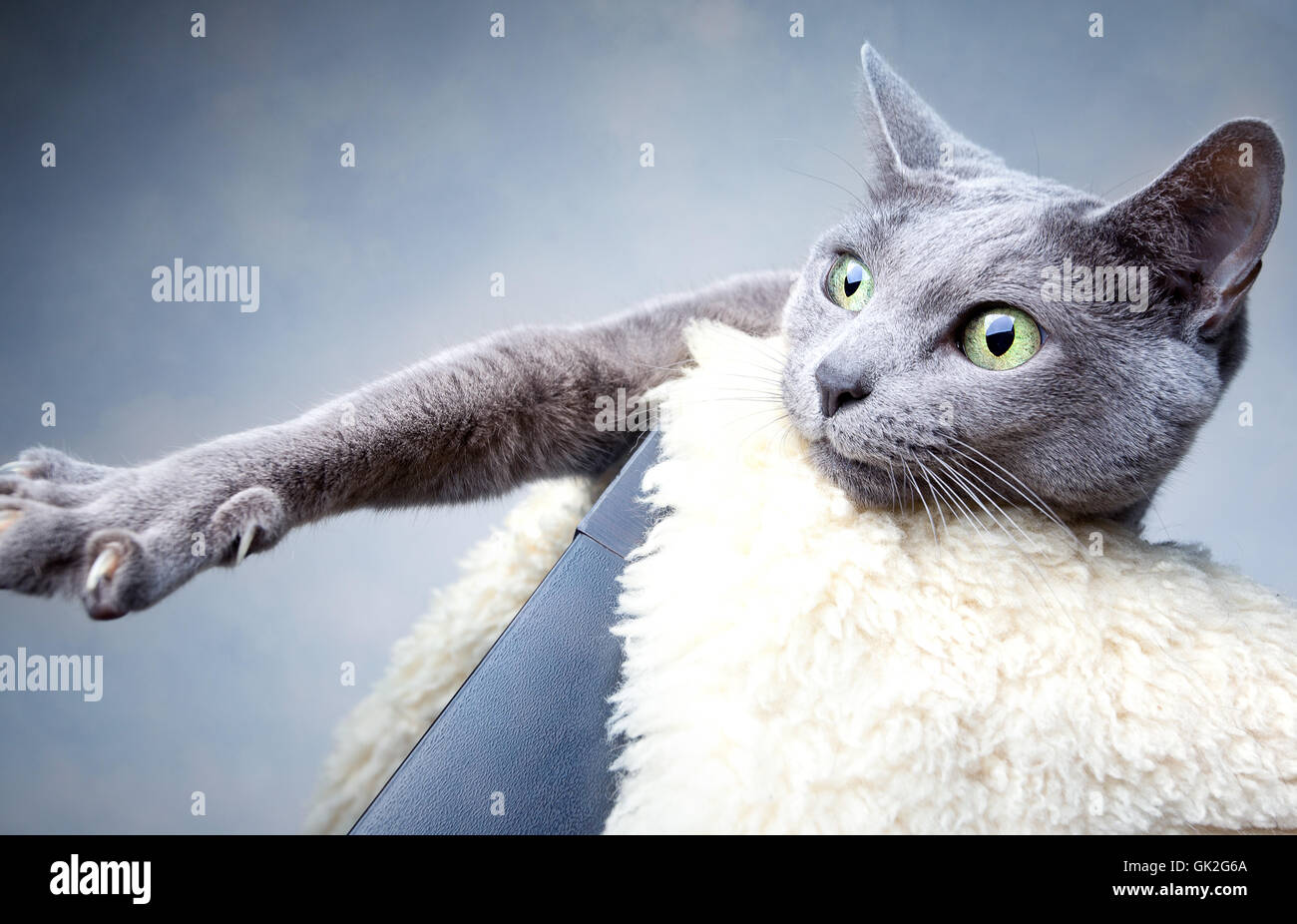 portrait of a russian blue cat breed Stock Photo