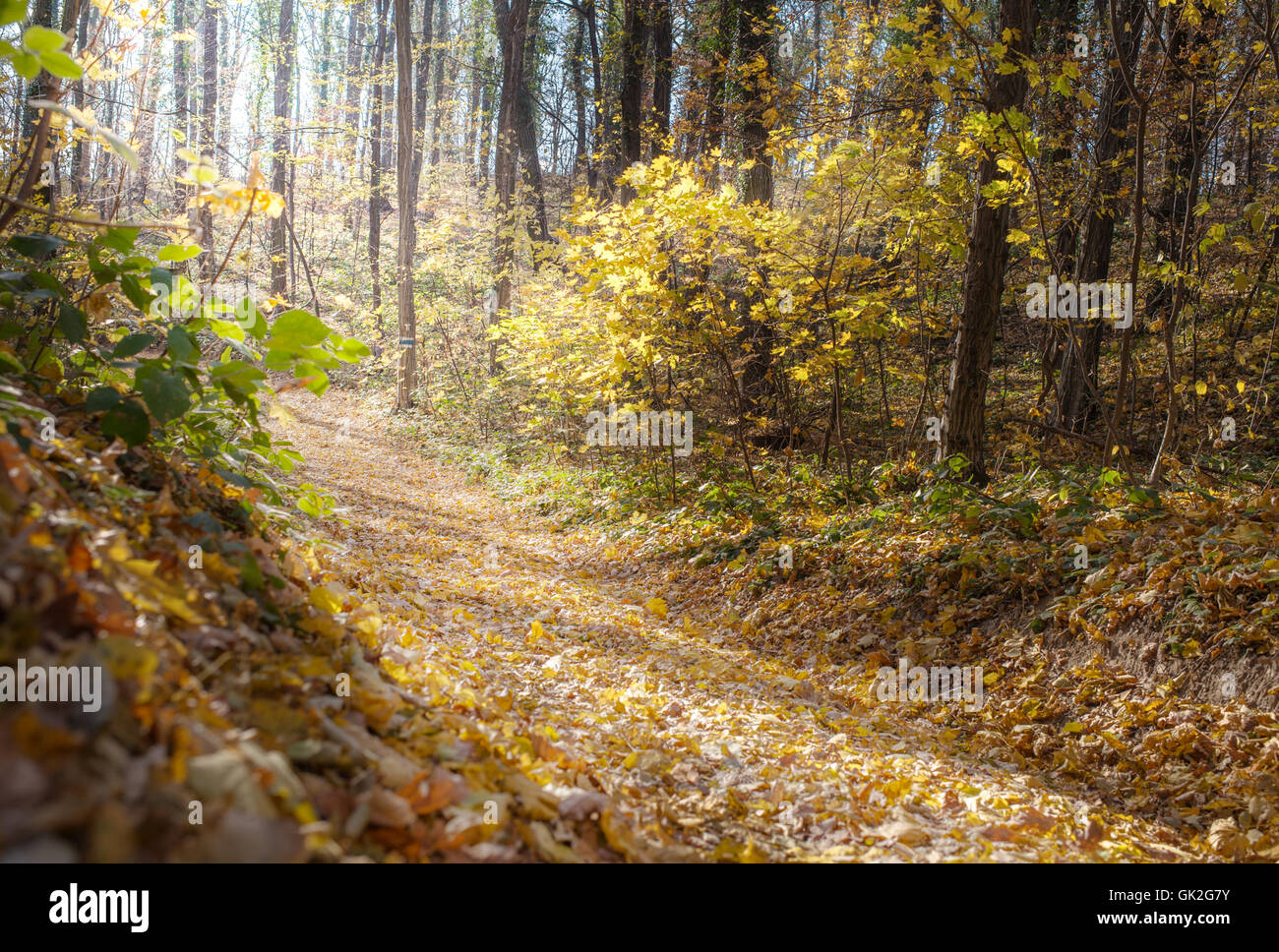 Pathway through forest hi-res stock photography and images - Alamy