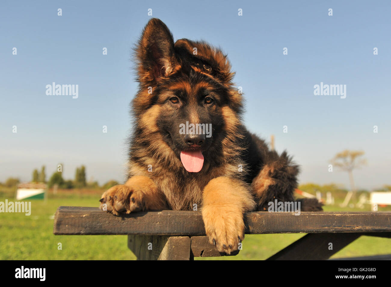 German Dog Stock Photos German Dog Stock Images Page 3 Alamy