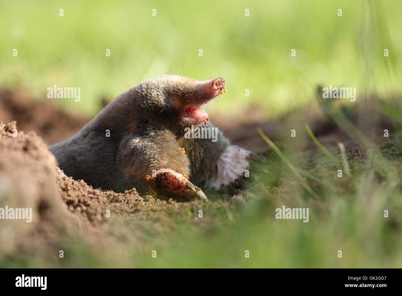 mole insectivore insectivorous Stock Photo