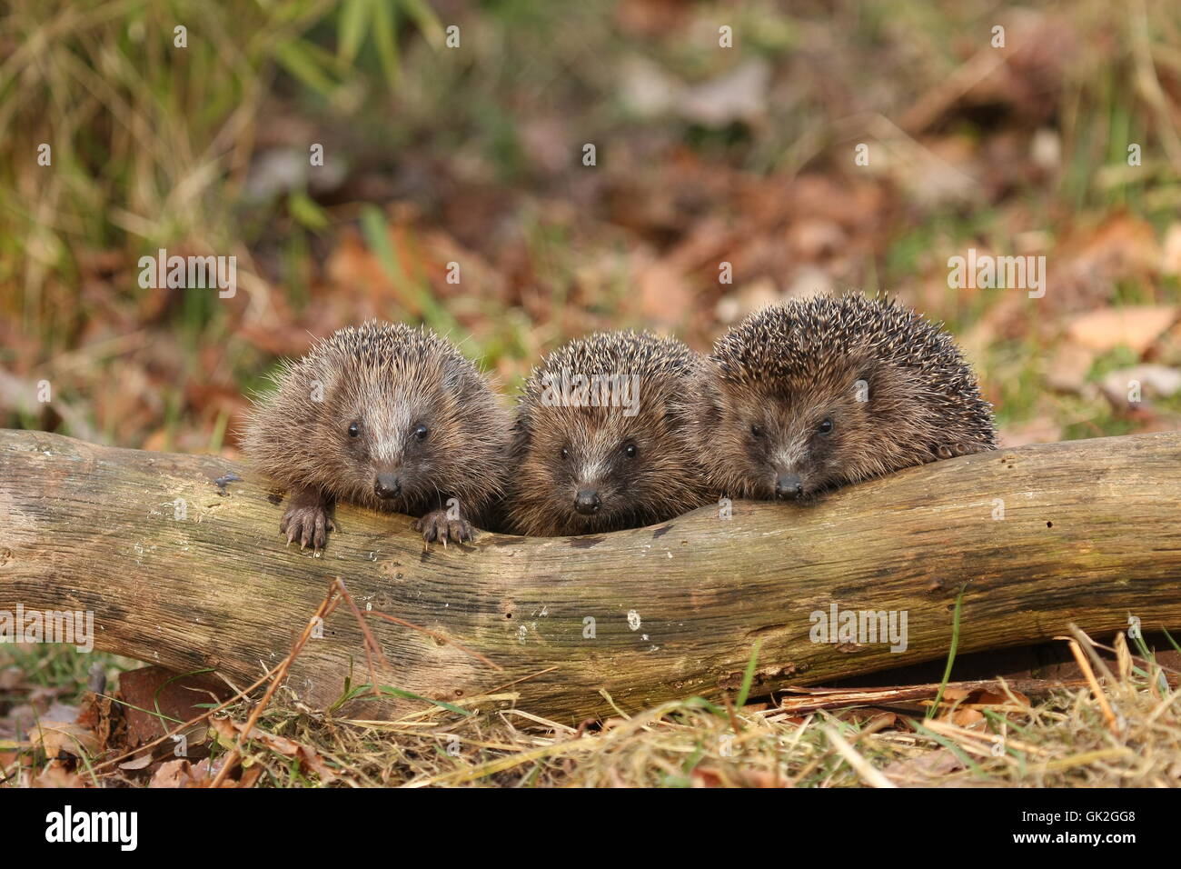 igelfamilie Stock Photo
