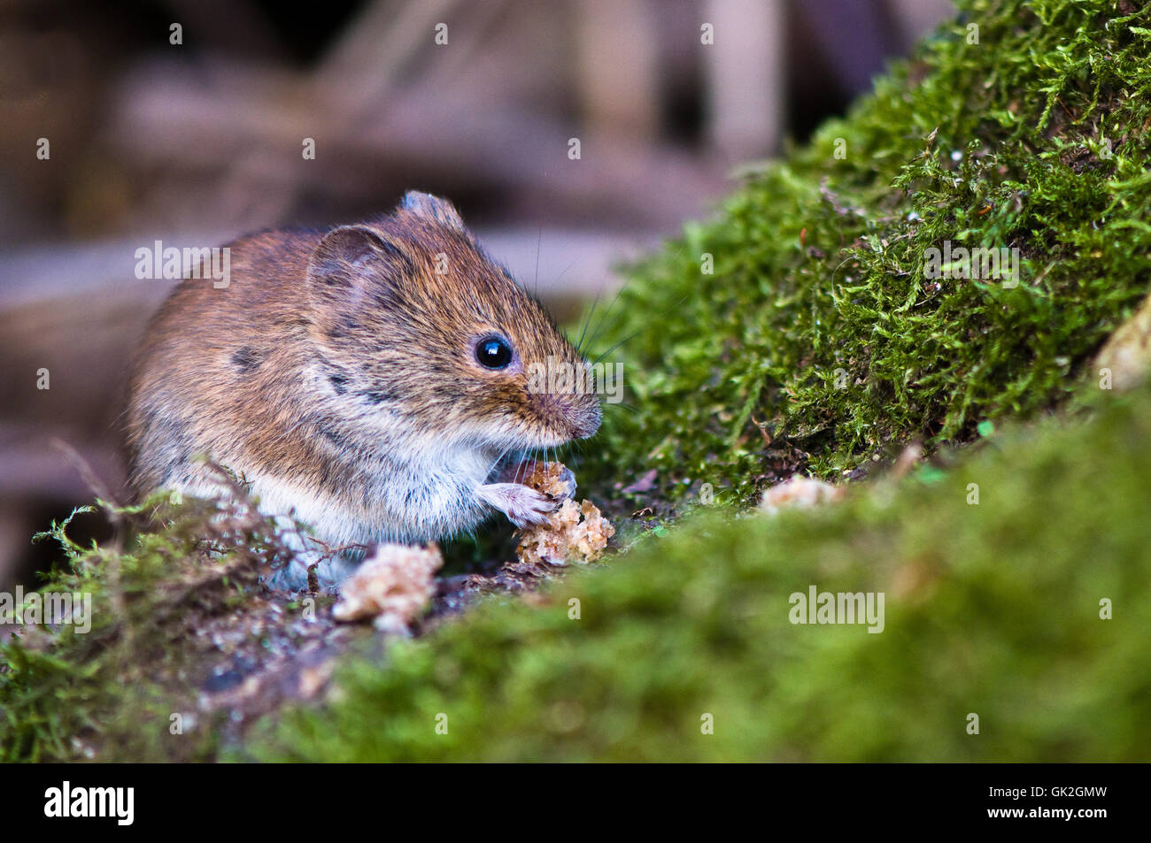 rodent moss mouse Stock Photo