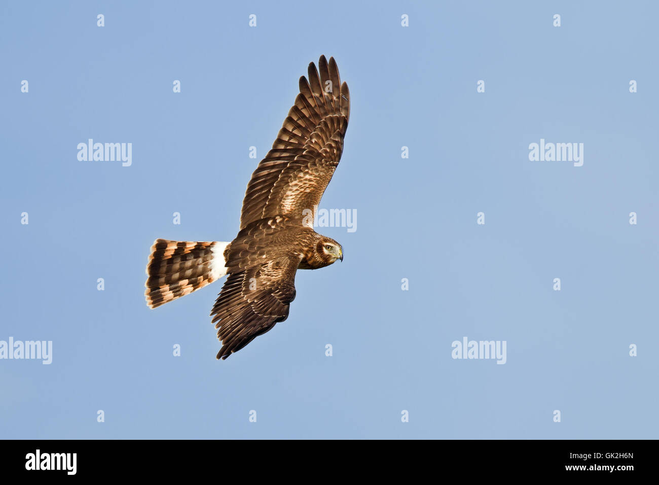 Blue raptor hi-res stock photography and images - Alamy