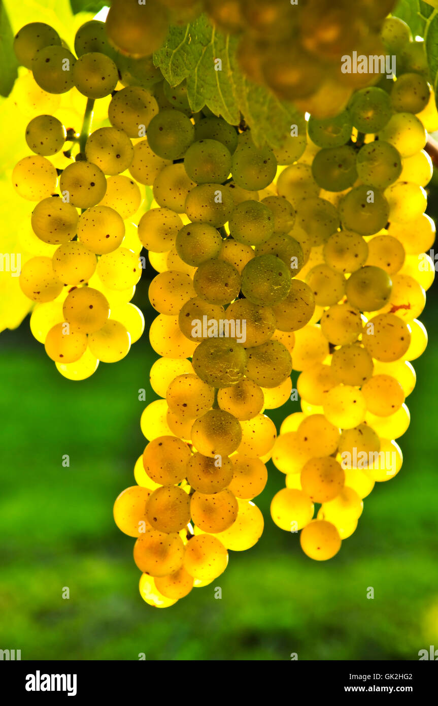 closeup green leaves Stock Photo