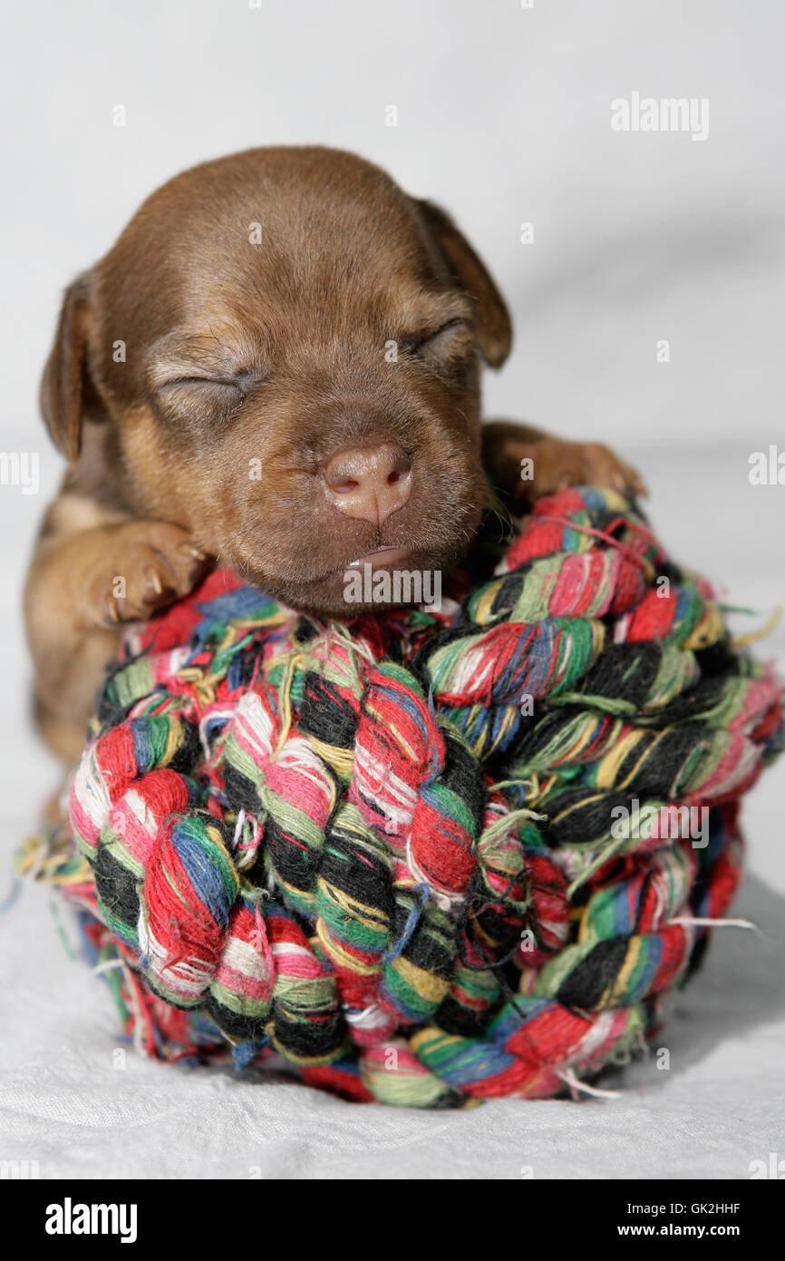 portrait dog puppy Stock Photo