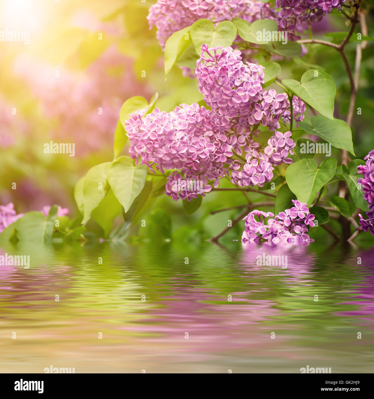 Branch of lilac flowers Stock Photo Alamy