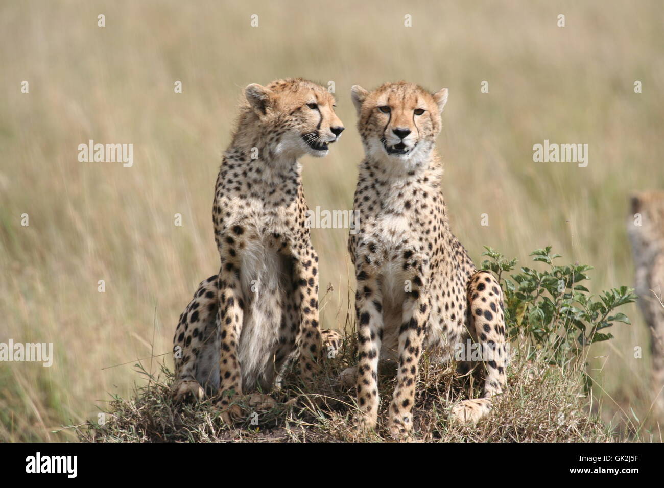 namibia cat big cat Stock Photo