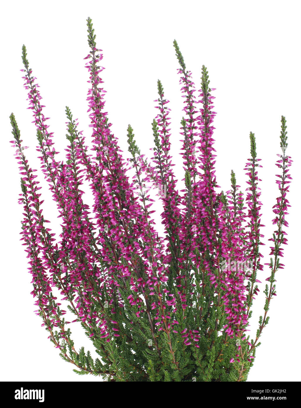 Weed plant flower hi-res stock photography and images - Alamy