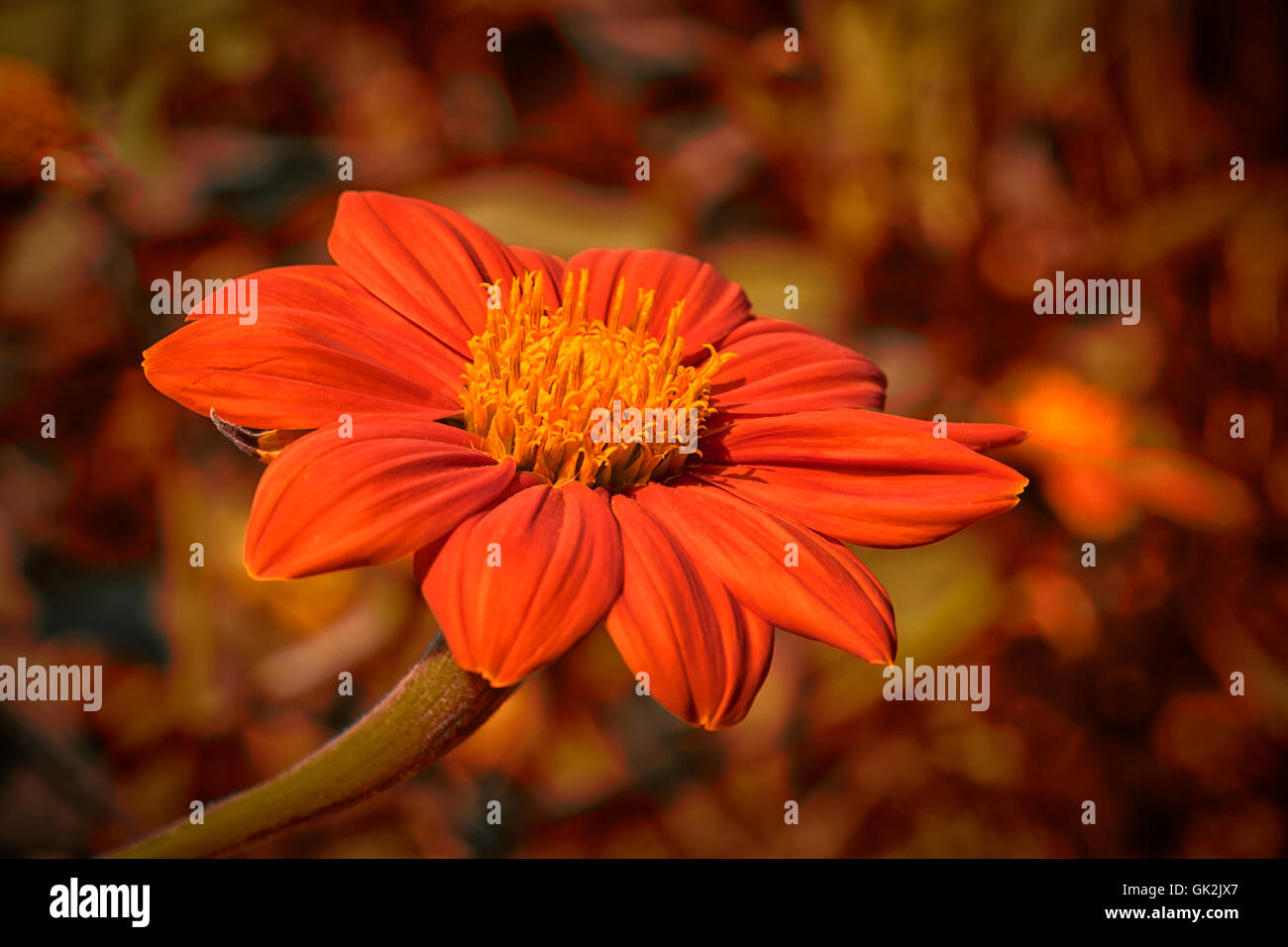 Stunning bright orange Mexican Sunflower in focus against muted background of autumnal colors Stock Photo