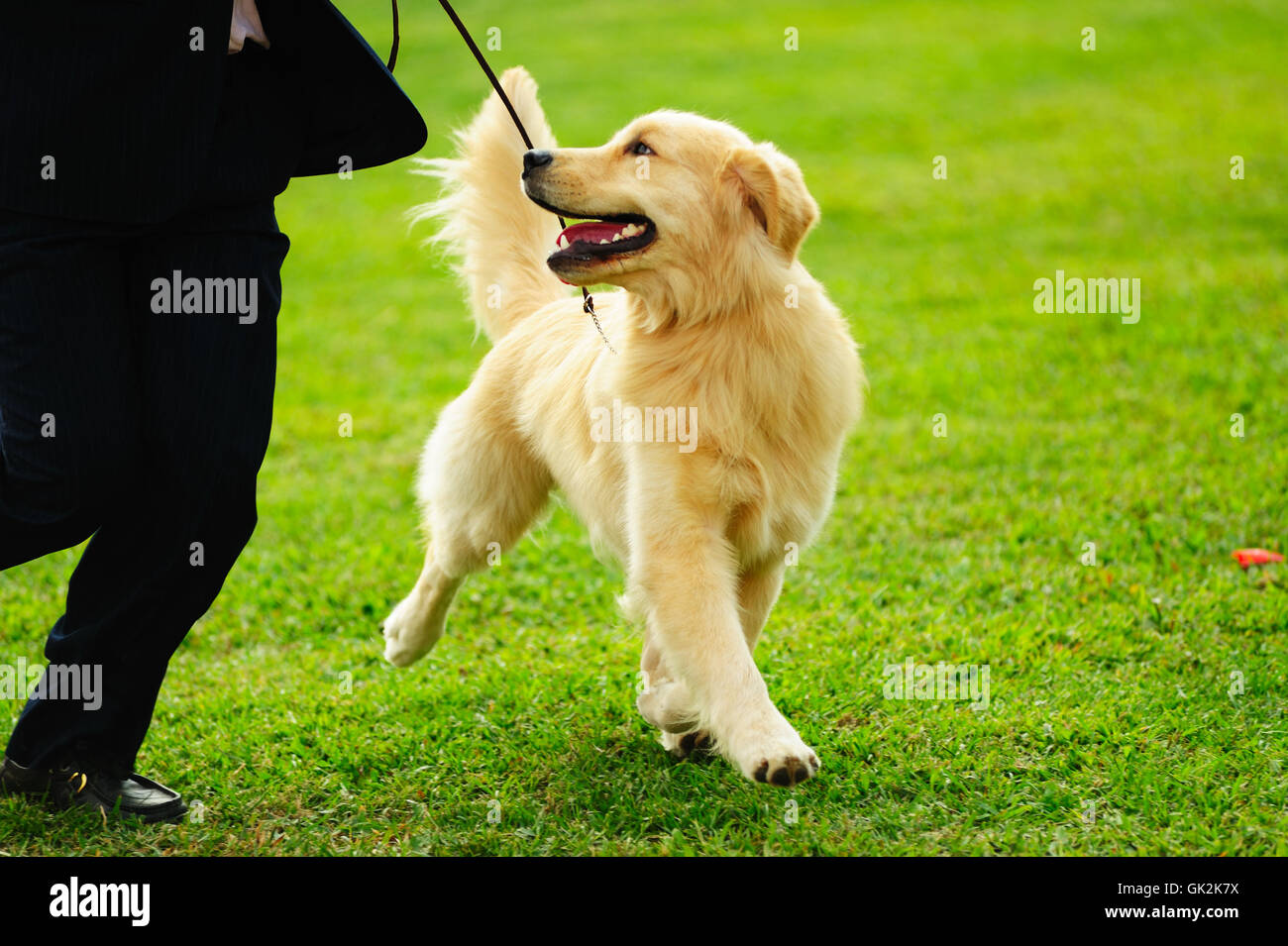 pet dog golden Stock Photo