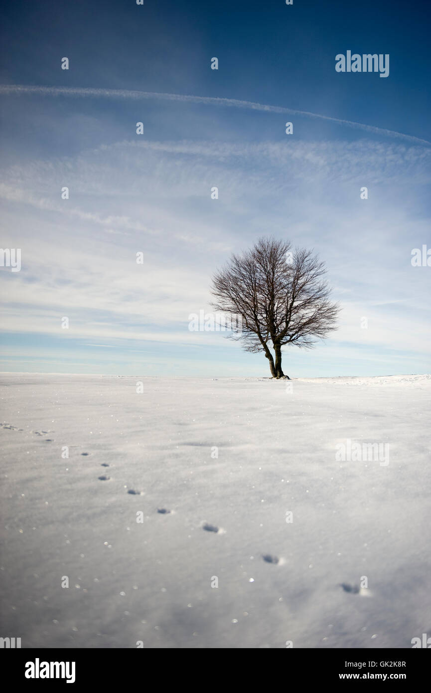 blue tree winter Stock Photo - Alamy