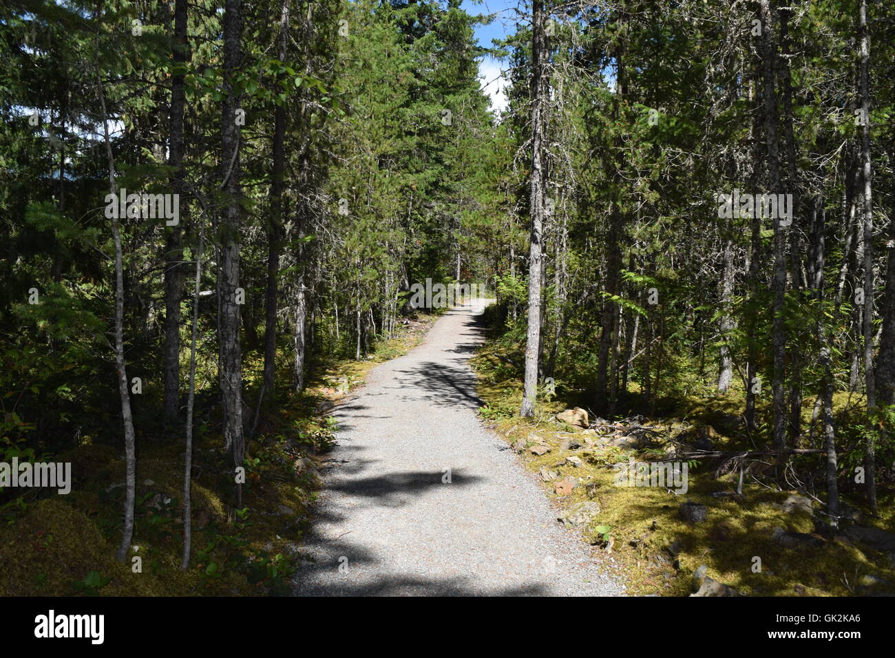 Path through Trees Stock Photo