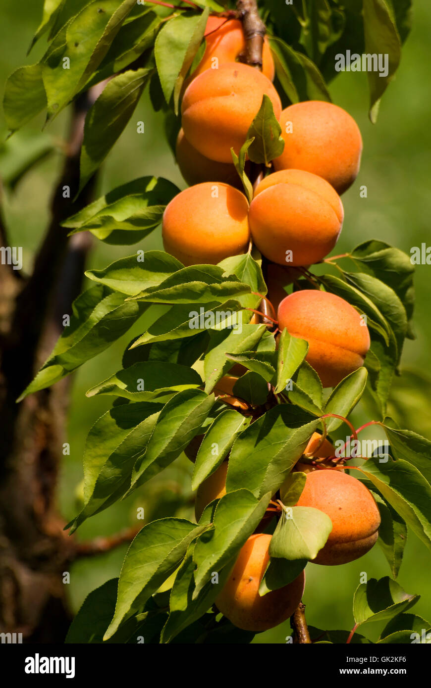tree progenies fruits Stock Photo